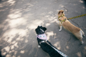 two corgi dogs walking on the park two corgi dogs walking on the park